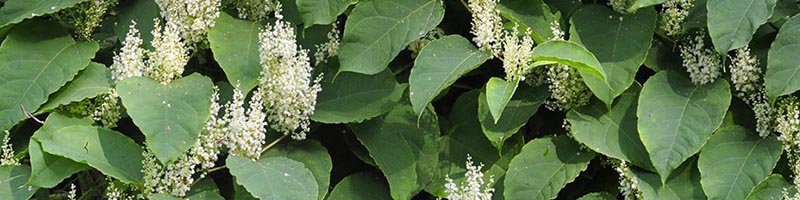 knotweed