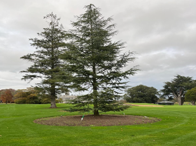 A single mature street tree can intercept over 7,000 litres of rainwater annually