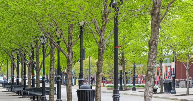 Urban Trees