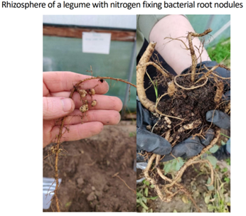 The Role of Compost in Winter Soil Health